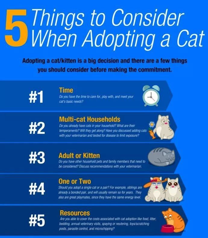 Things to now about Adopting a Cat
